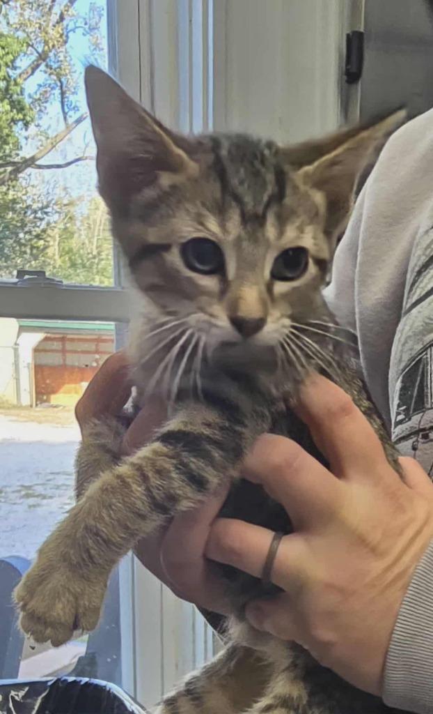 Pebbles, Adoptable, Kitten Female Domestic Short Hair.