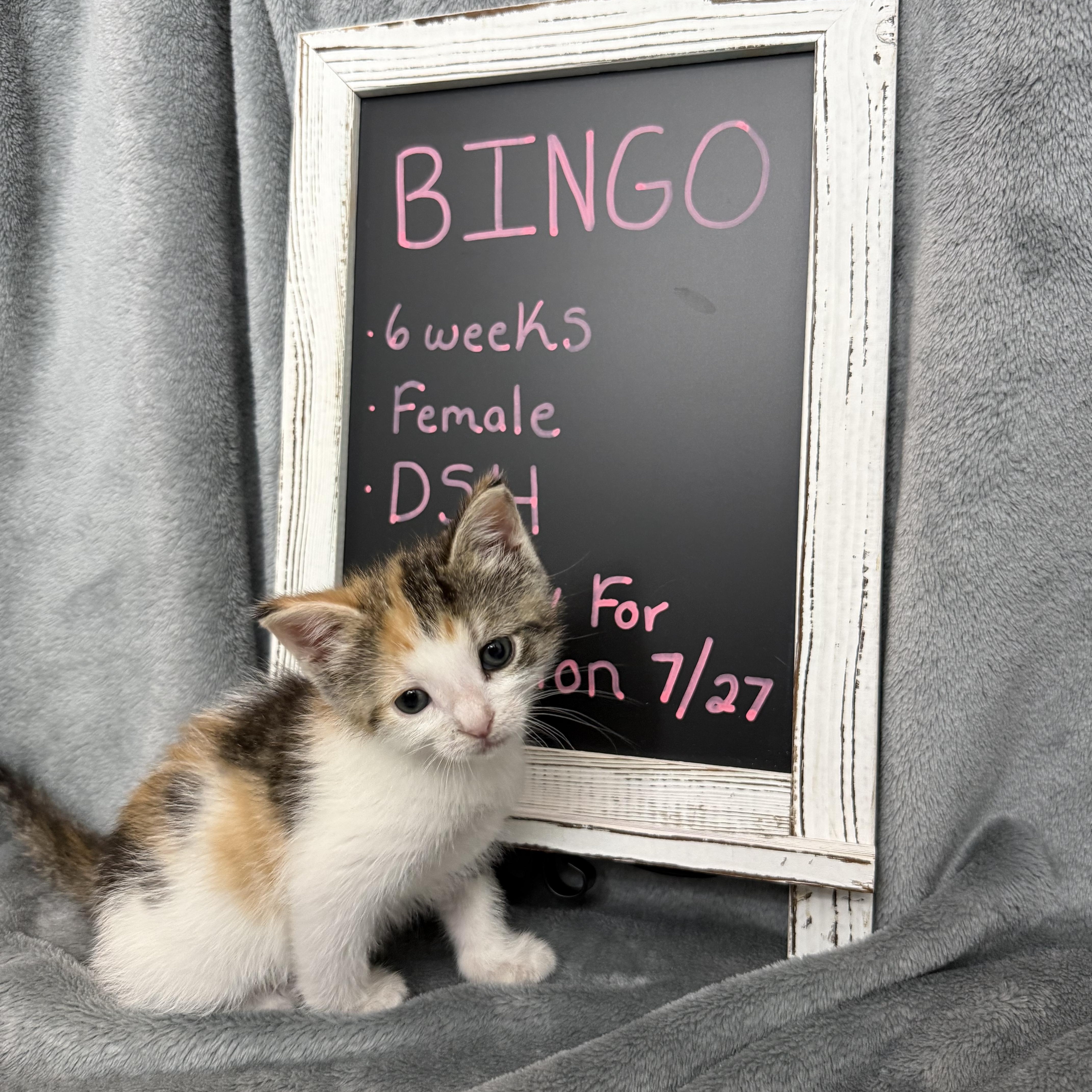 Bingo, an adopted Domestic Short Hair in Baltimore, MD image 6/6