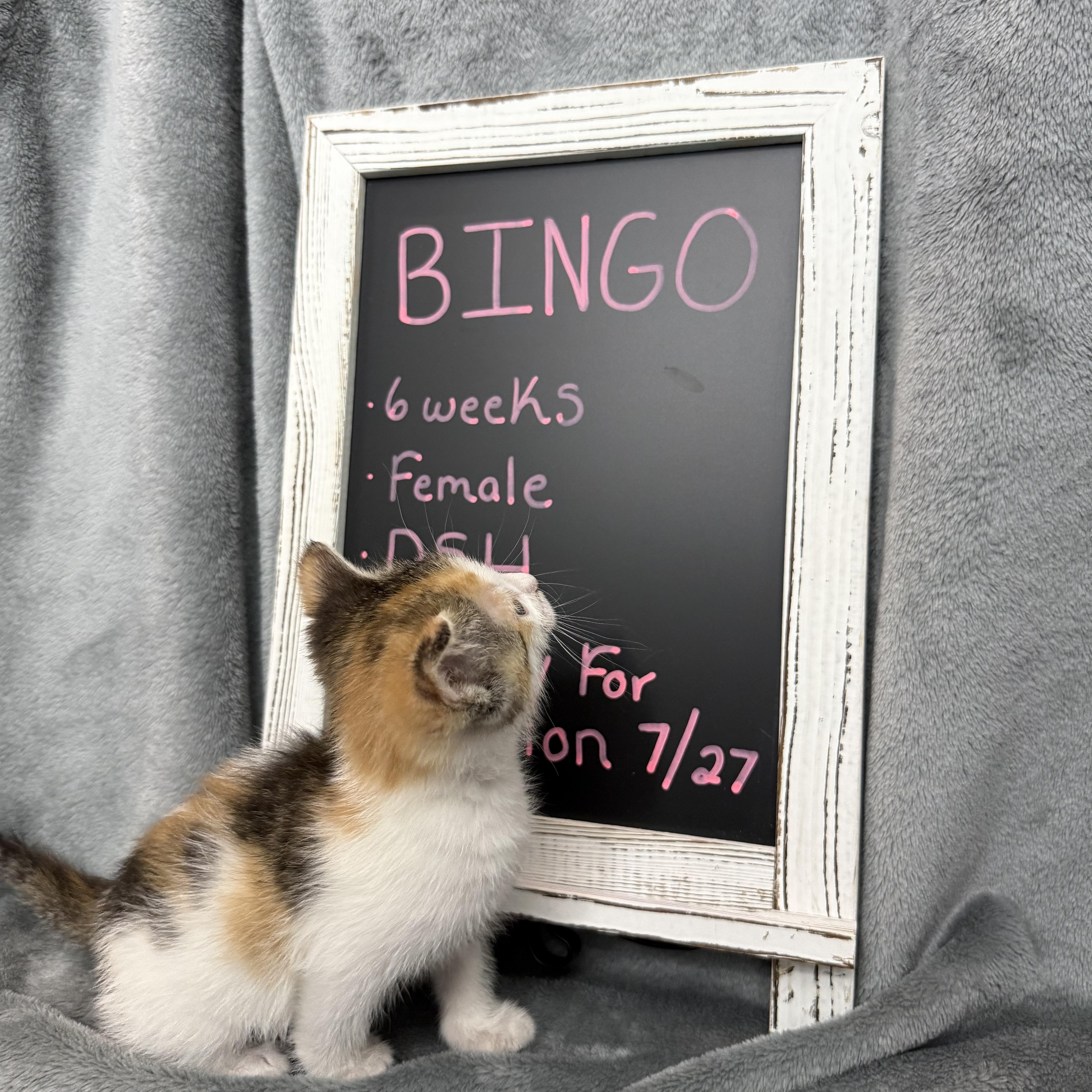 Bingo, an adopted Domestic Short Hair in Baltimore, MD image 4/6