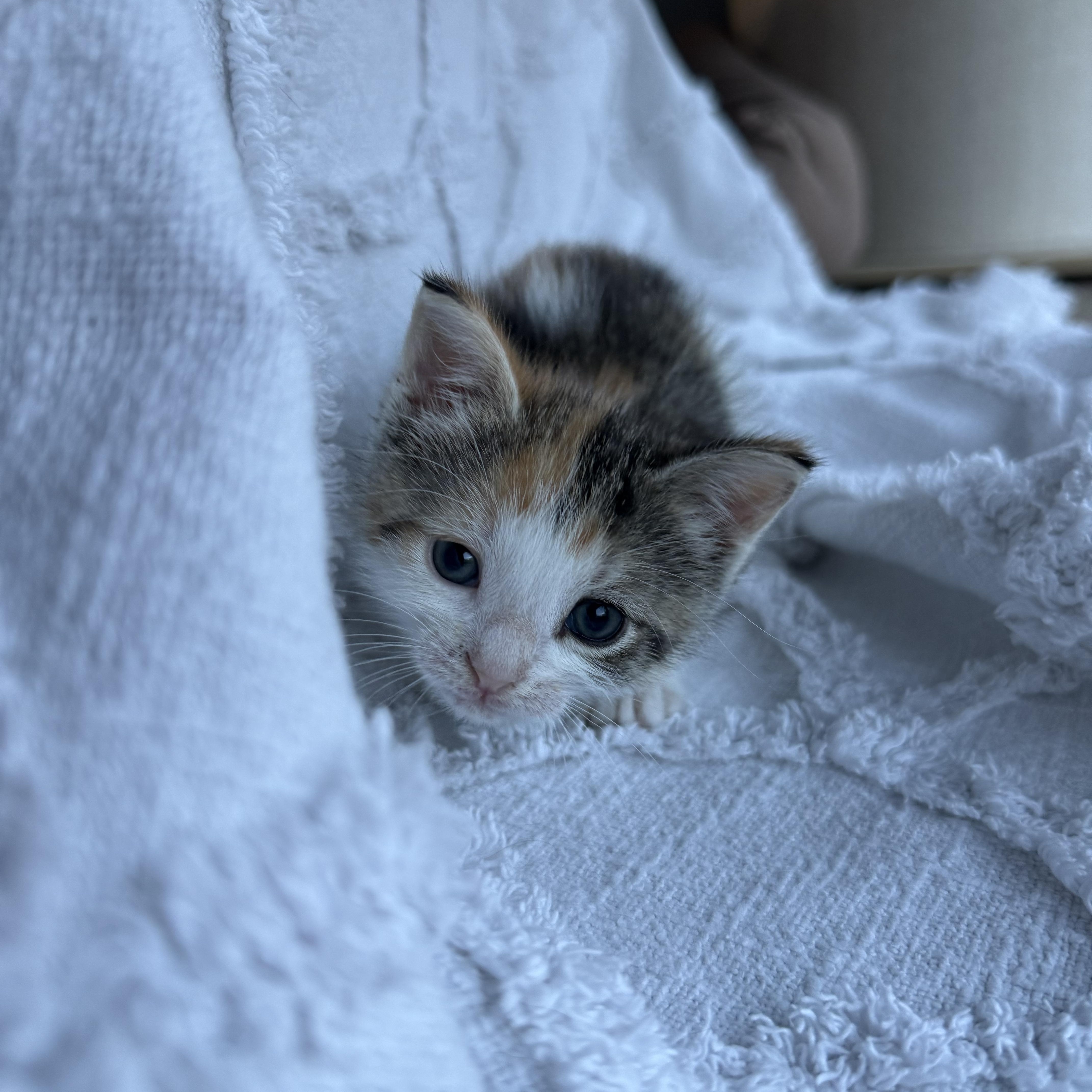 Bingo, adopted, Kitten Female Domestic Short Hair.