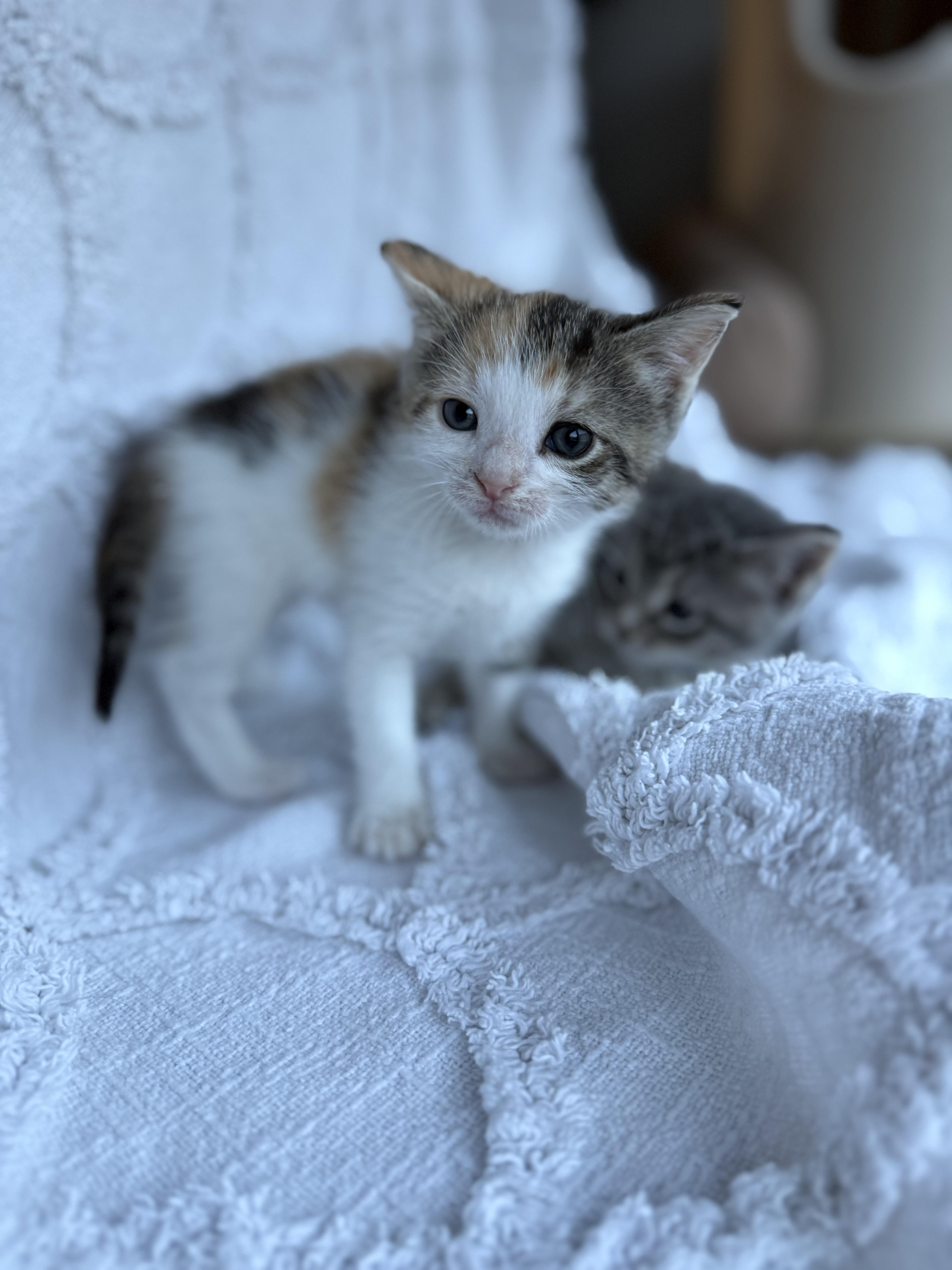 Bingo, an adopted Domestic Short Hair in Baltimore, MD image 2/6
