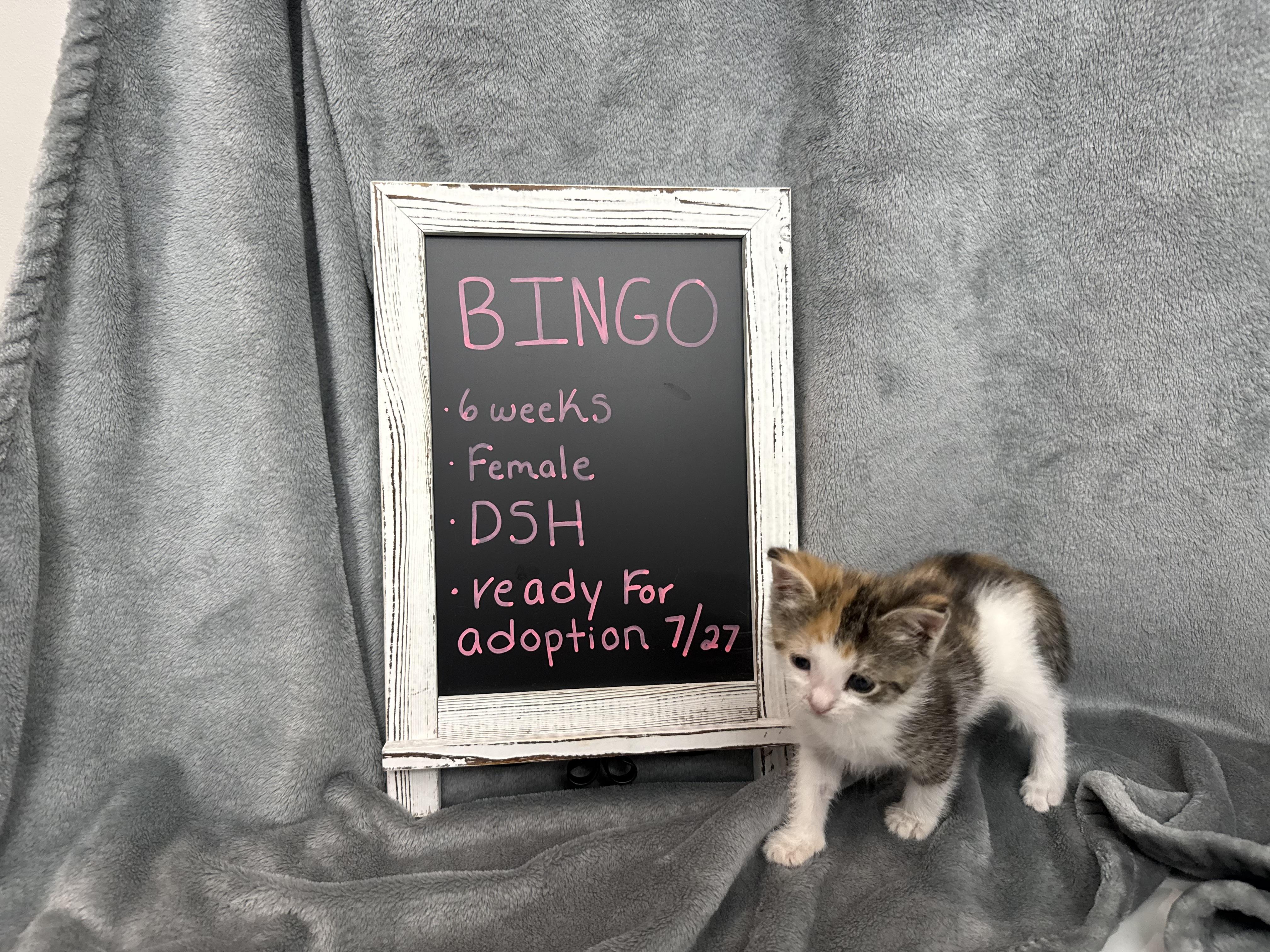 Bingo, an adopted Domestic Short Hair in Baltimore, MD image 5/6