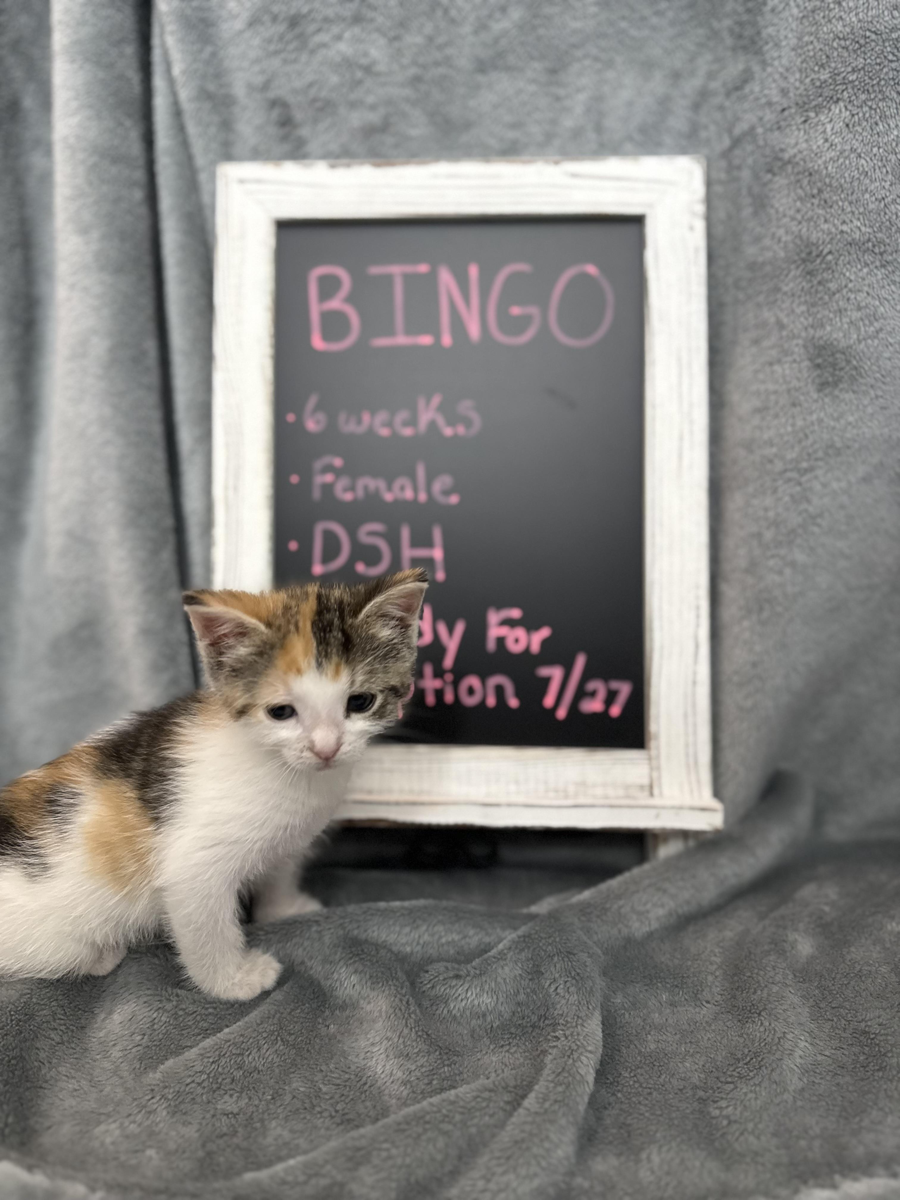 Bingo, an adopted Domestic Short Hair in Baltimore, MD image 3/6