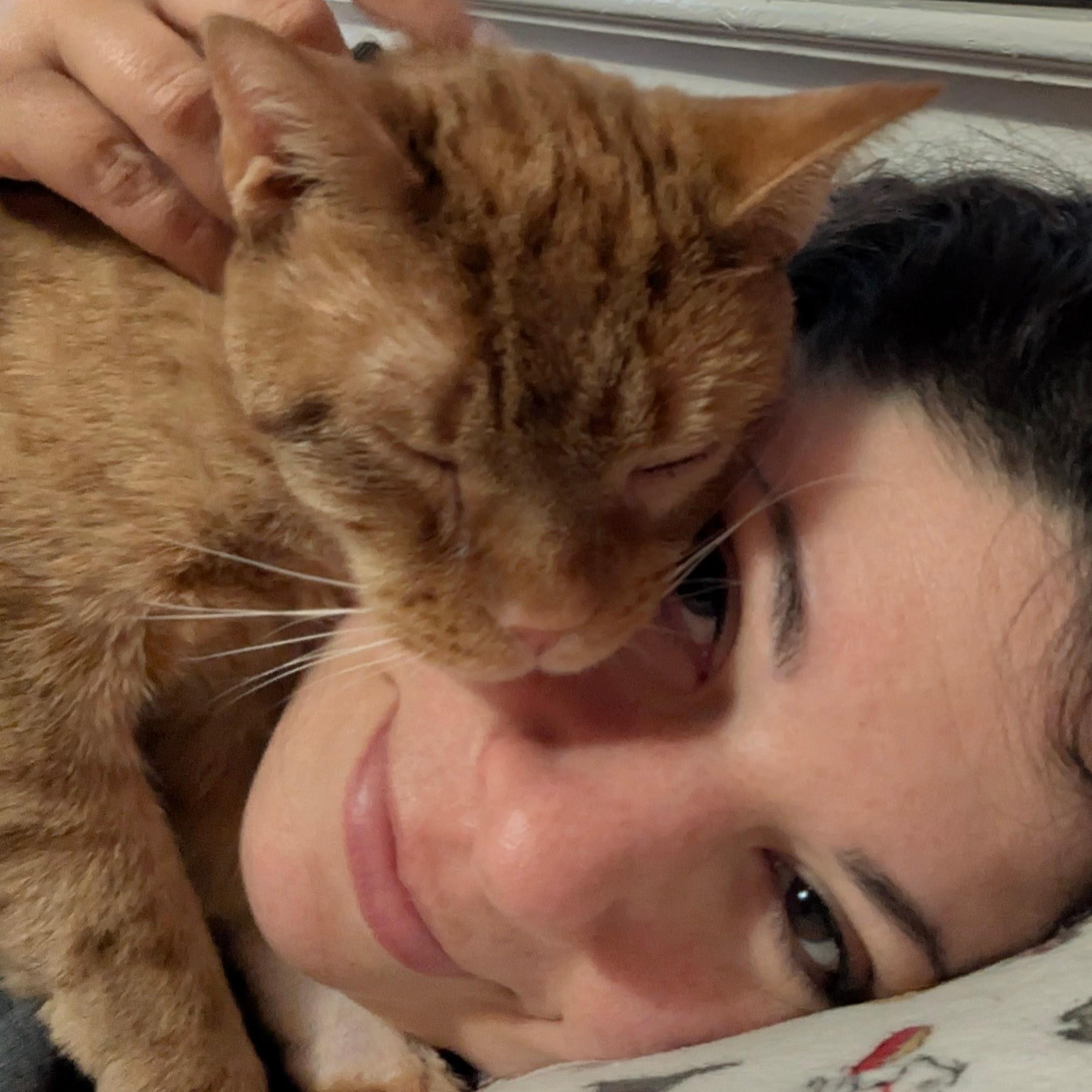 Enlarge Bubba, a Adopted Domestic Short Hair in Bloomfield, NJ image 4/5