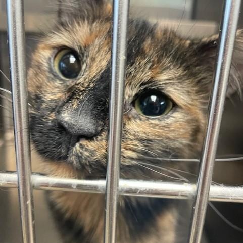Enlarge Chloe, an adopted Dilute Tortoiseshell in Attleboro, MA image 2/2