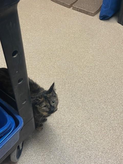 Chloe, adopted, Young Female Dilute Tortoiseshell.