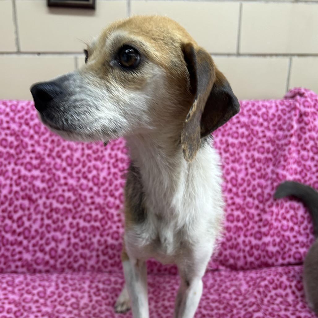 Bellamy, Adoptable, Adult Female Beagle & Mixed Breed.