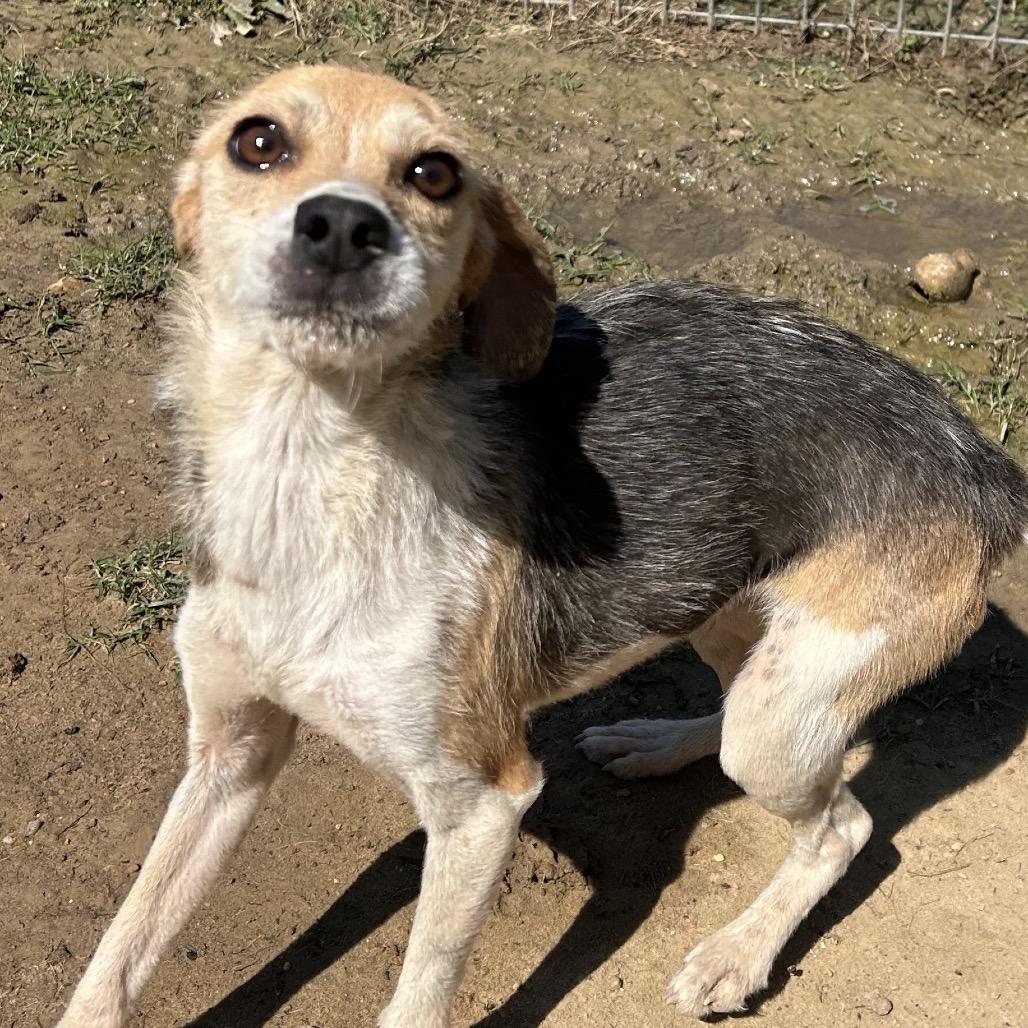 Bellamy, a Adoptable mixed breed in West Point, MS image 2/4