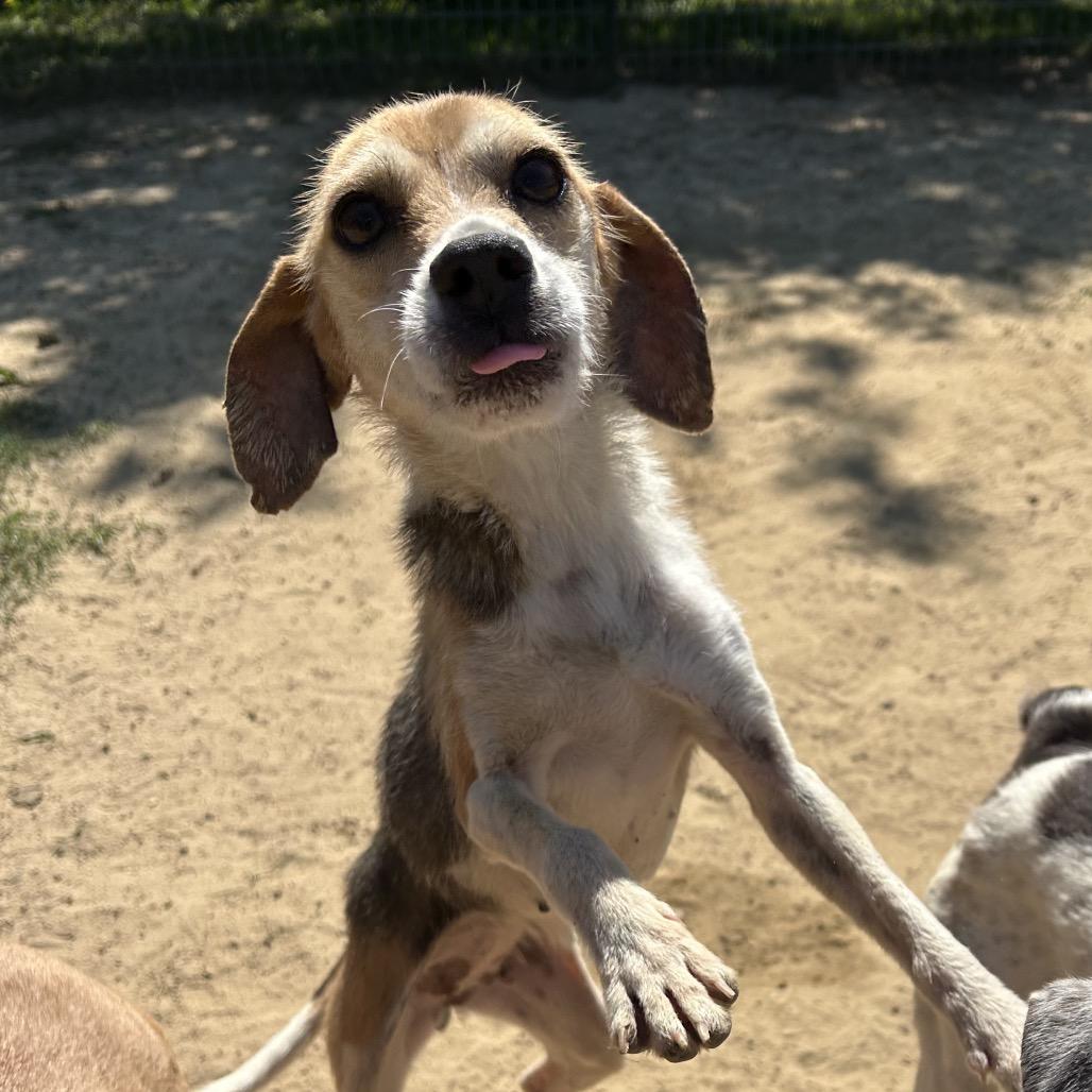 Bellamy, a Adoptable mixed breed in West Point, MS image 3/4