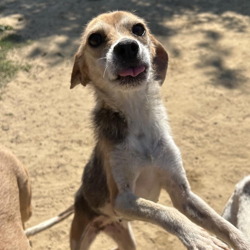 Bellamy, a Adoptable mixed breed in West Point, MS image 4/4