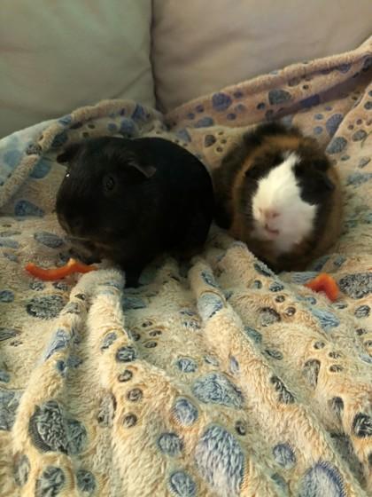 Snickers *Lives with Skittles*, Adoptable, Adult Male Guinea Pig & Guinea Pig.