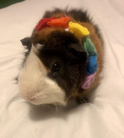 Enlarge Snickers *Lives with Skittles*, a Adoptable mixed breed in Madison, NJ image 2/3
