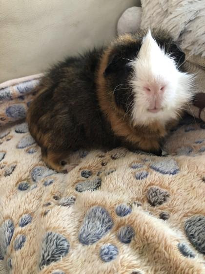 Enlarge Snickers *Lives with Skittles*, a Adoptable mixed breed in Madison, NJ image 3/3