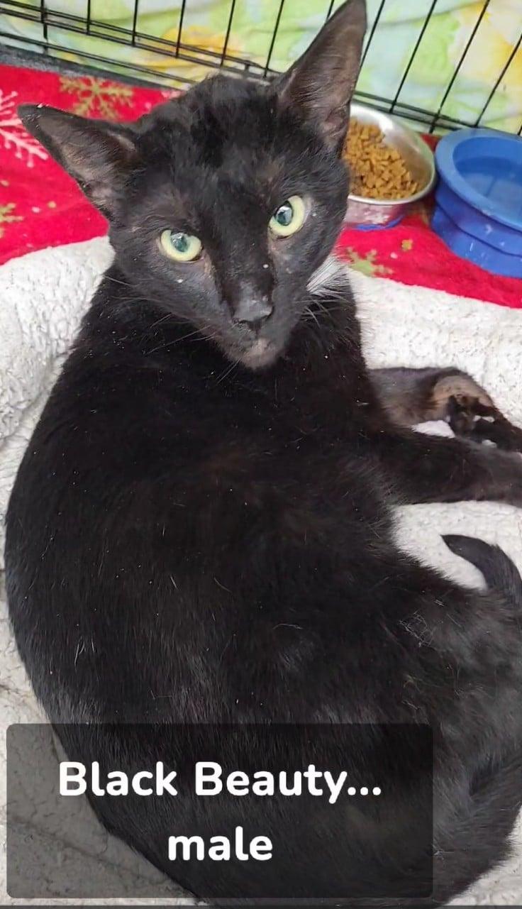 Black Beauty, ADOPTABLE, Young Male Domestic Short Hair.