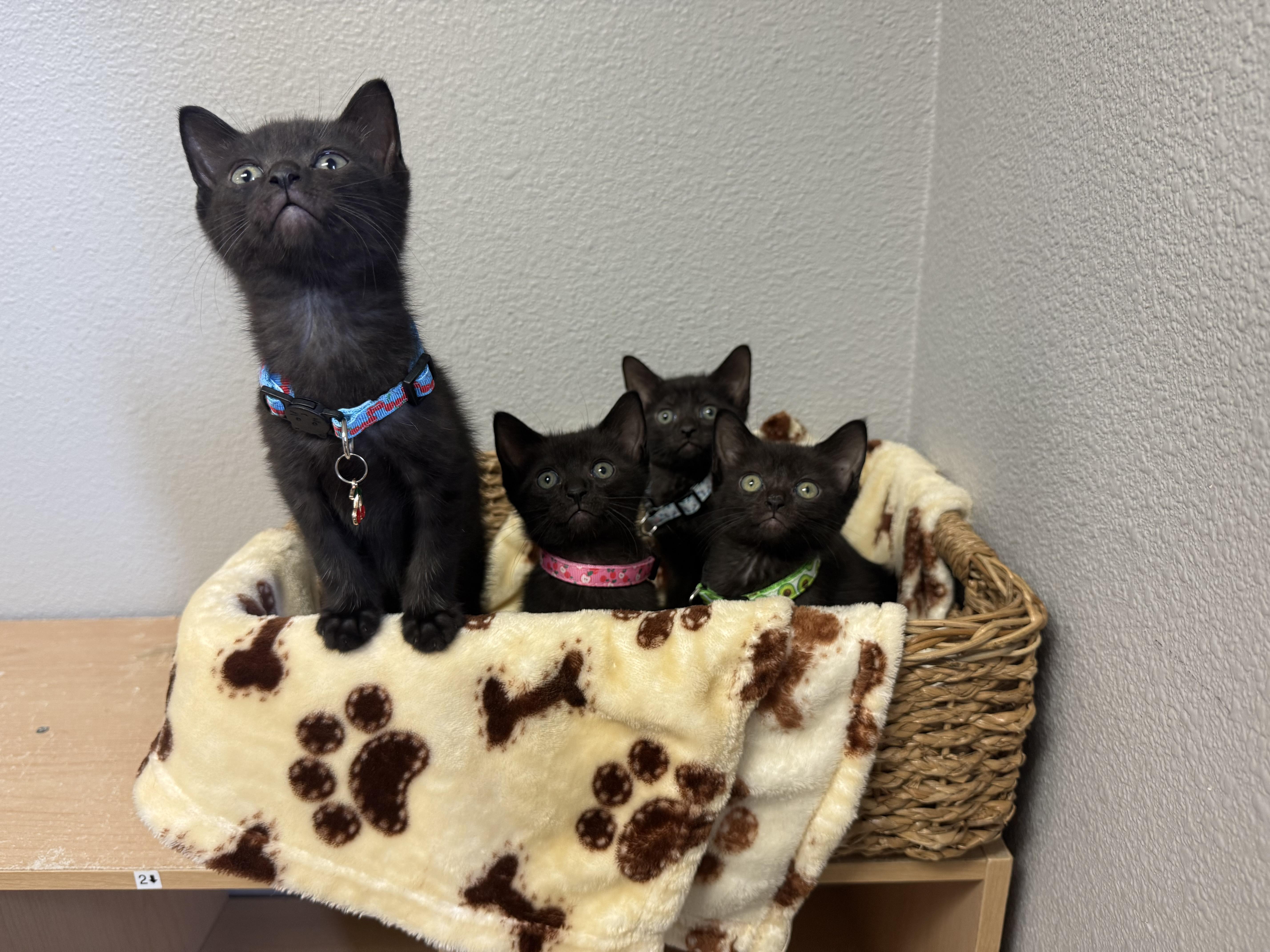 Goober, Baby Male Domestic Short Hair