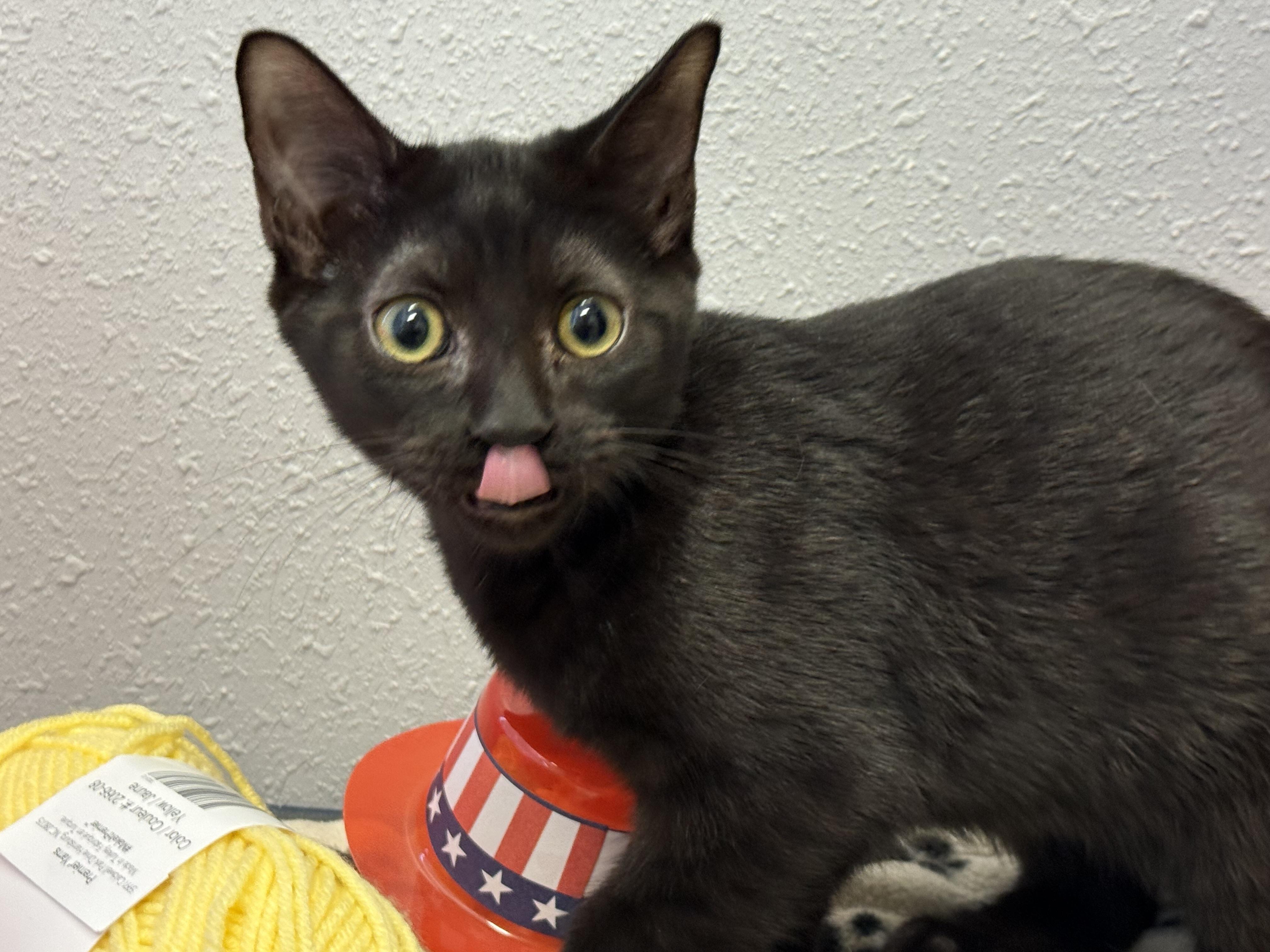 Goober, a Adoptable Domestic Short Hair in New Port Richey, FL image 1/3