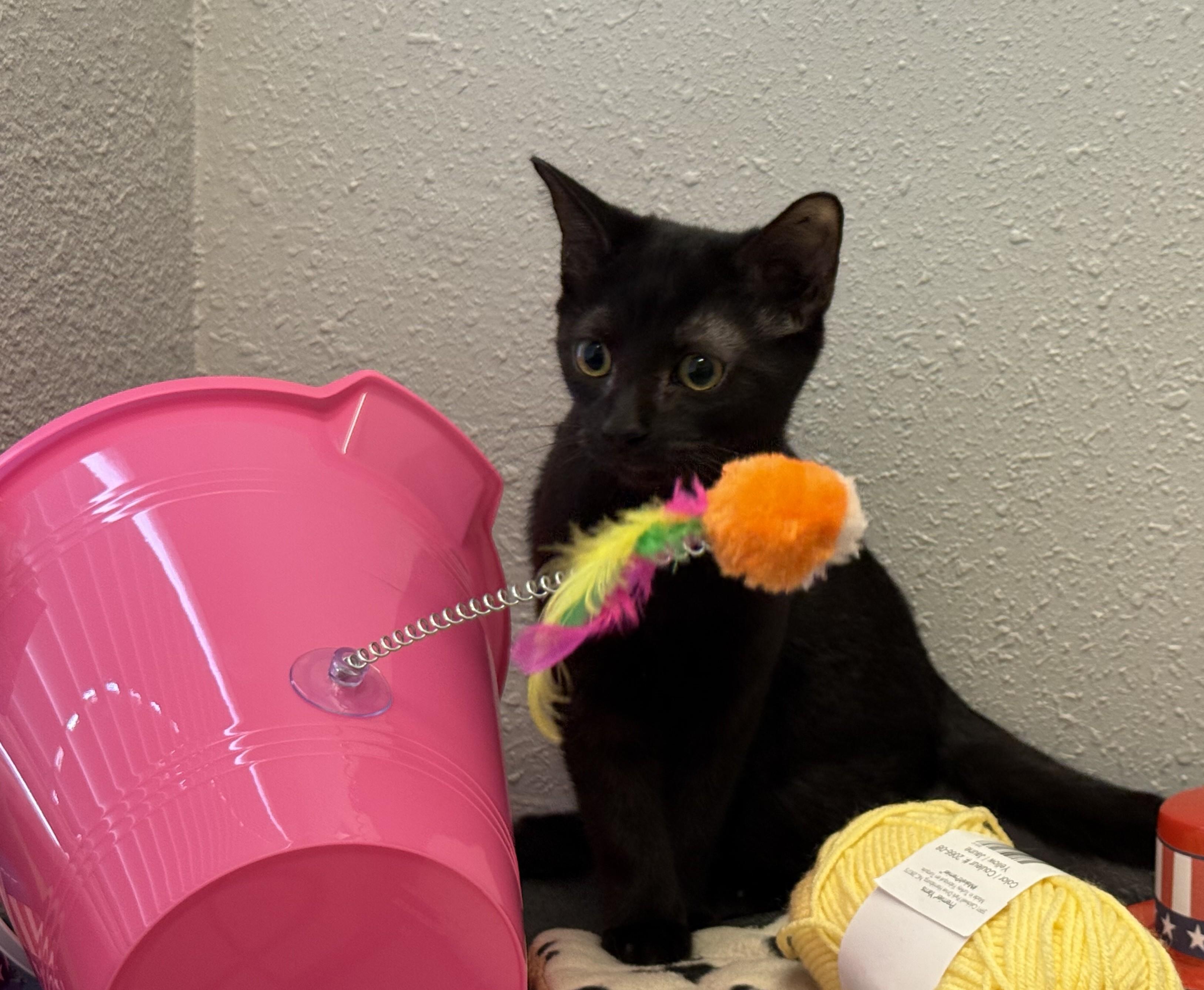 Goober, a Adoptable Domestic Short Hair in New Port Richey, FL image 2/3