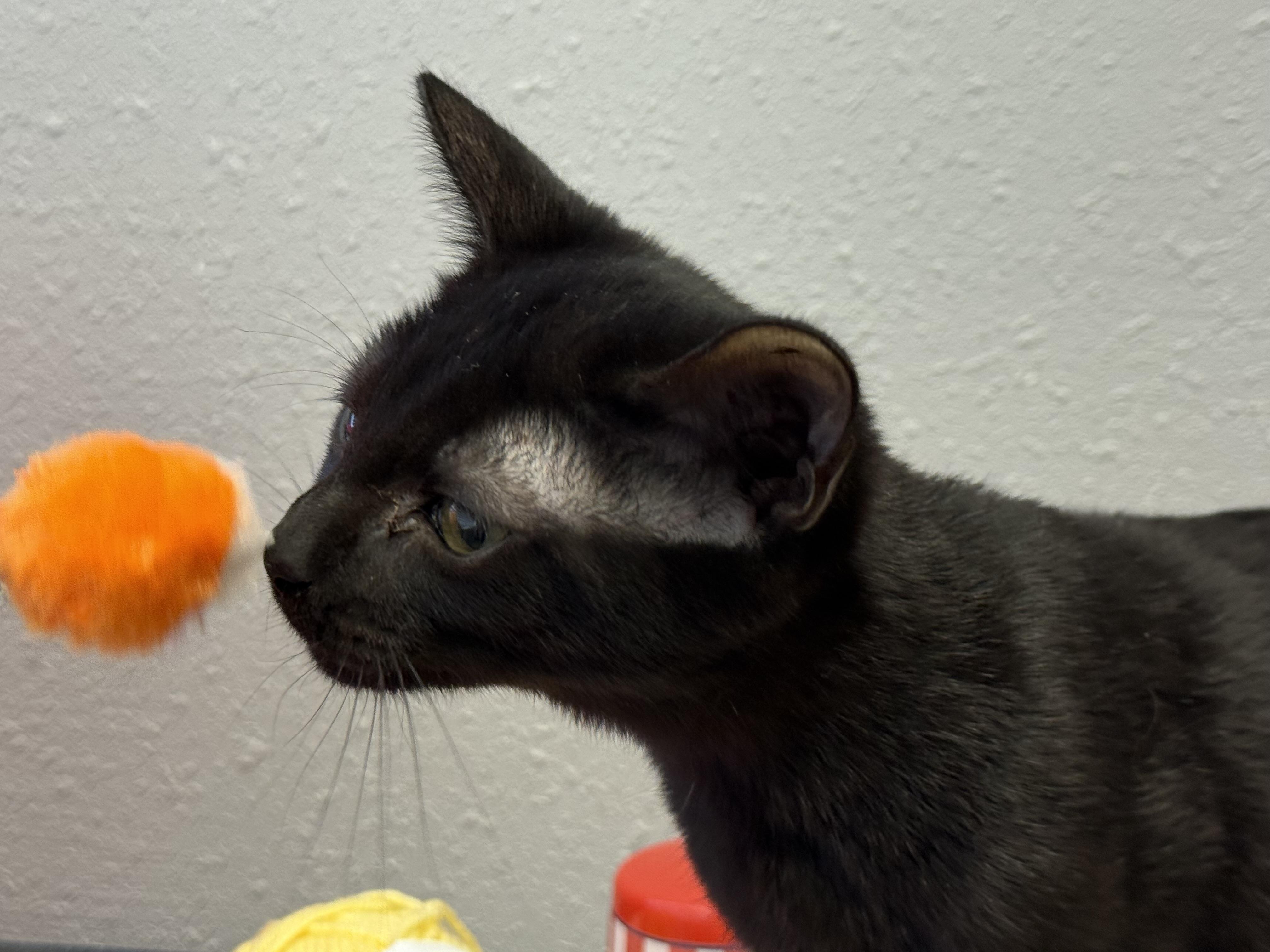 Goober, a Adoptable Domestic Short Hair in New Port Richey, FL image 3/3