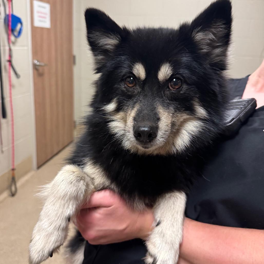 Bjork, Adoptable, Adult Female Siberian Husky & Pomeranian.