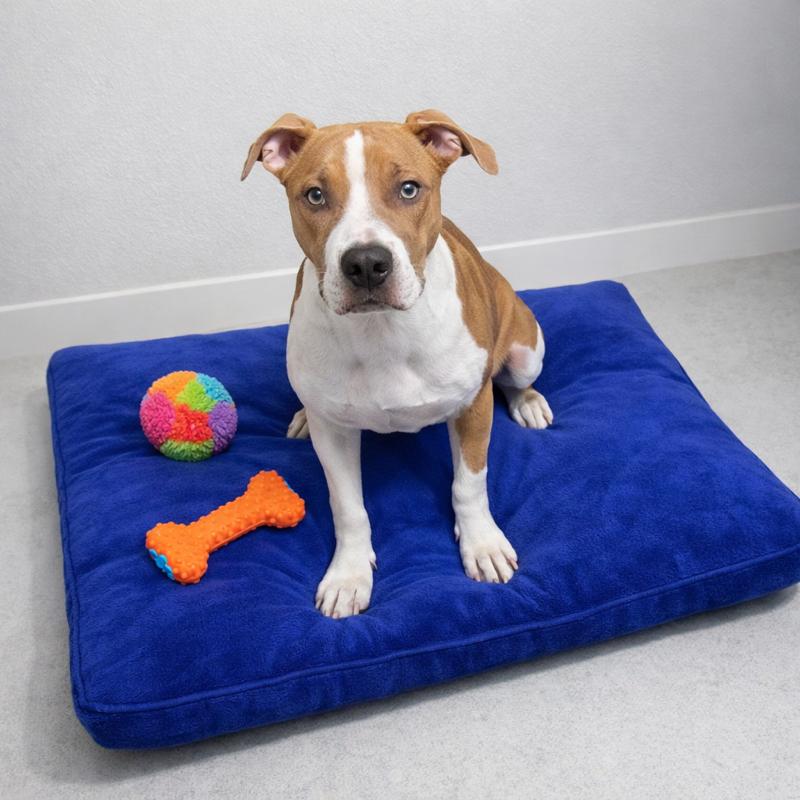 Major, ADOPTABLE, Young Male Pit Bull Terrier.