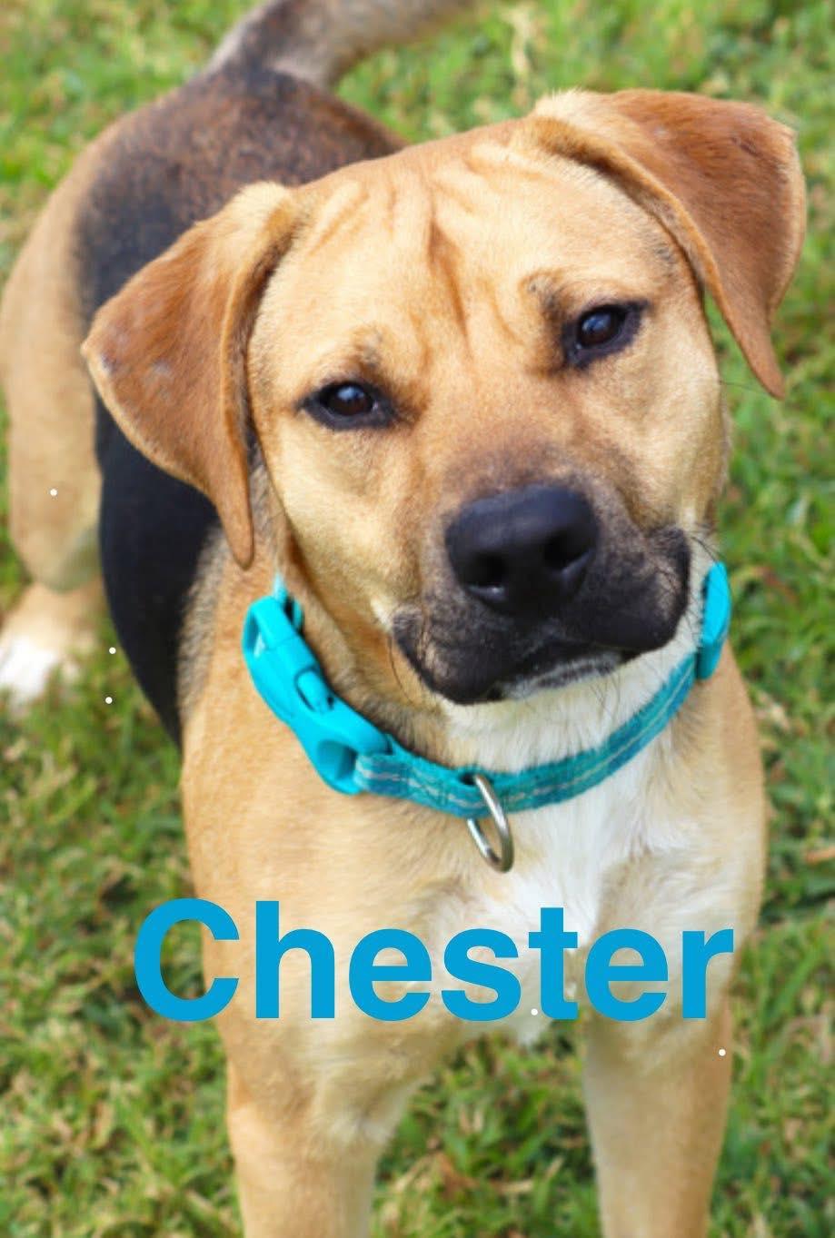 Chester