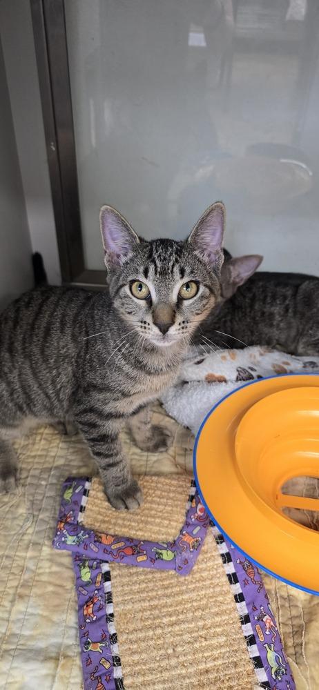 Fry, Adoptable, Kitten Female Domestic Short Hair & Tabby.