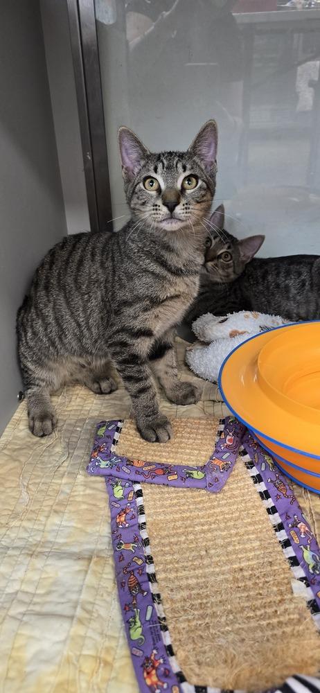 Enlarge Fry, a Adoptable mixed breed in Randolph, MA image 2/3