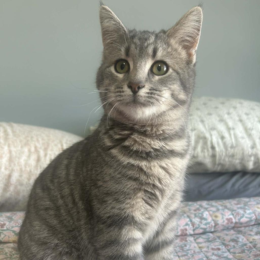 Sage — thumbnail 2