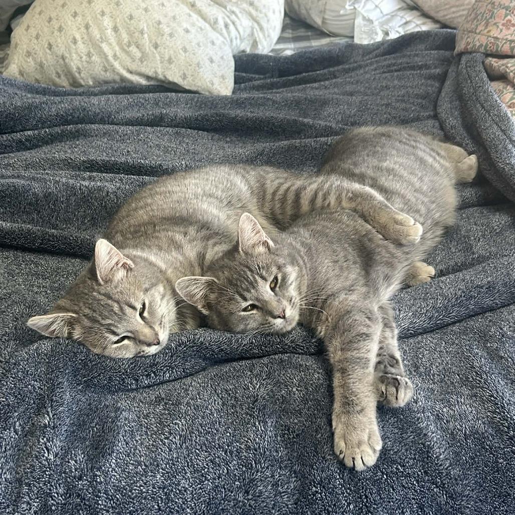 Sage — thumbnail 4