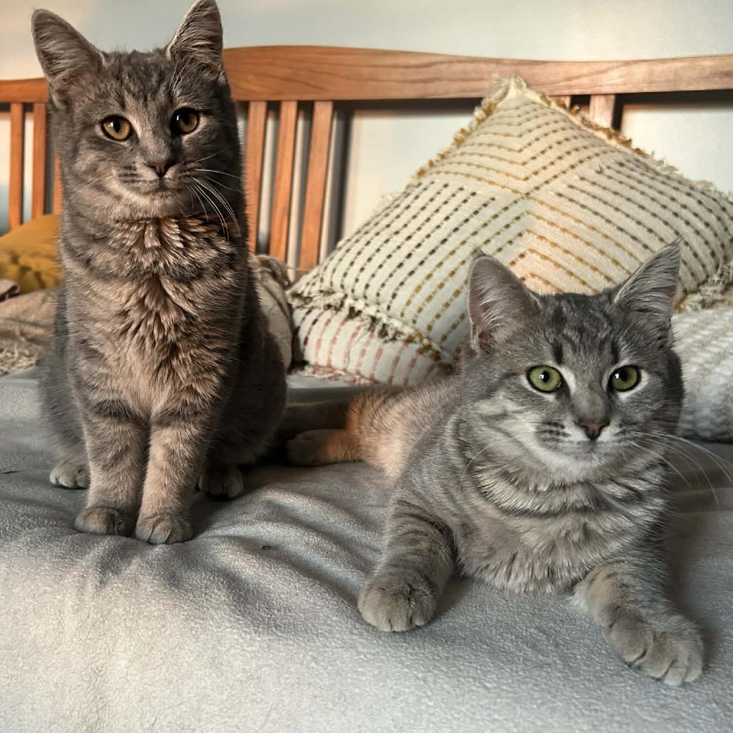 Sage — thumbnail 5