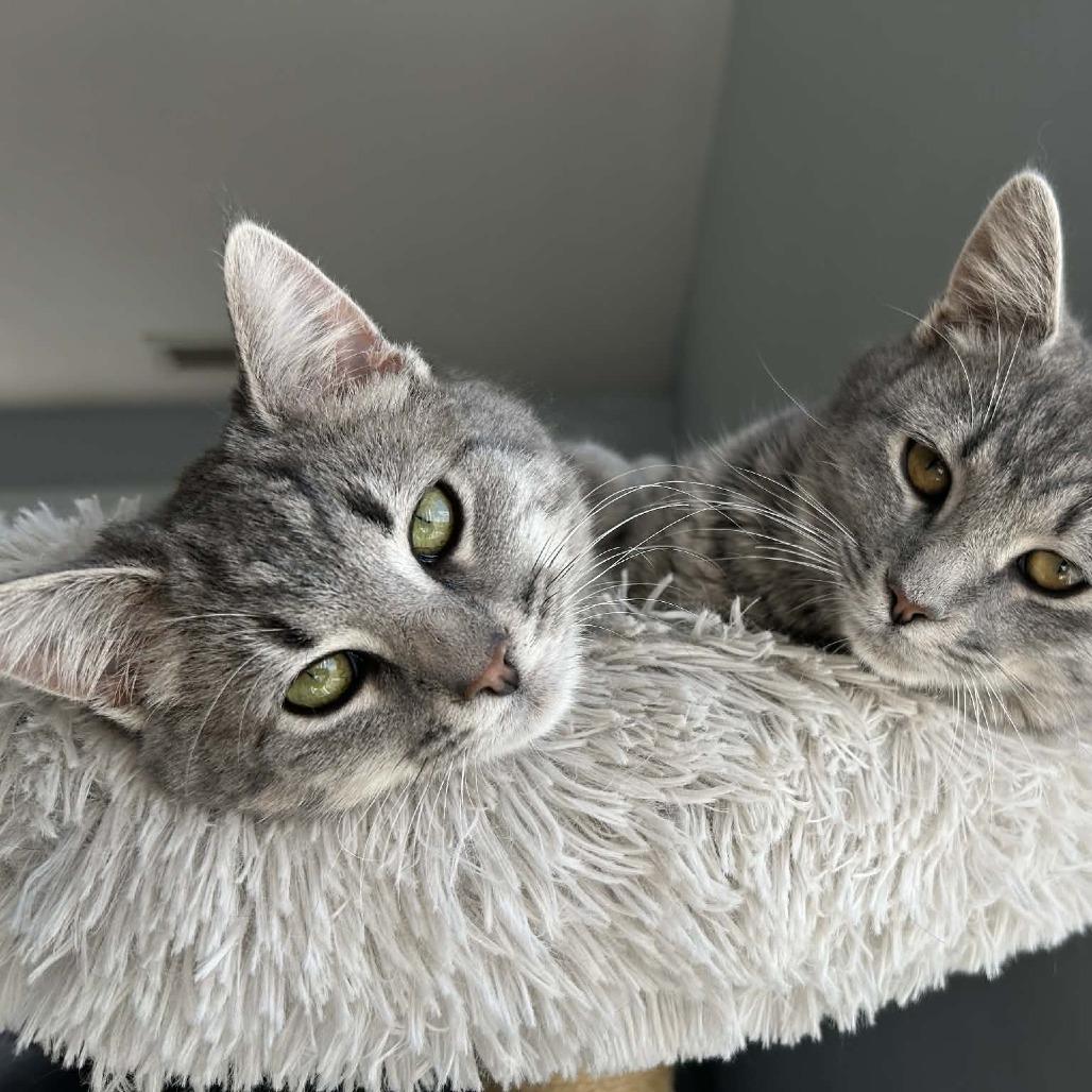 Sage — thumbnail 6