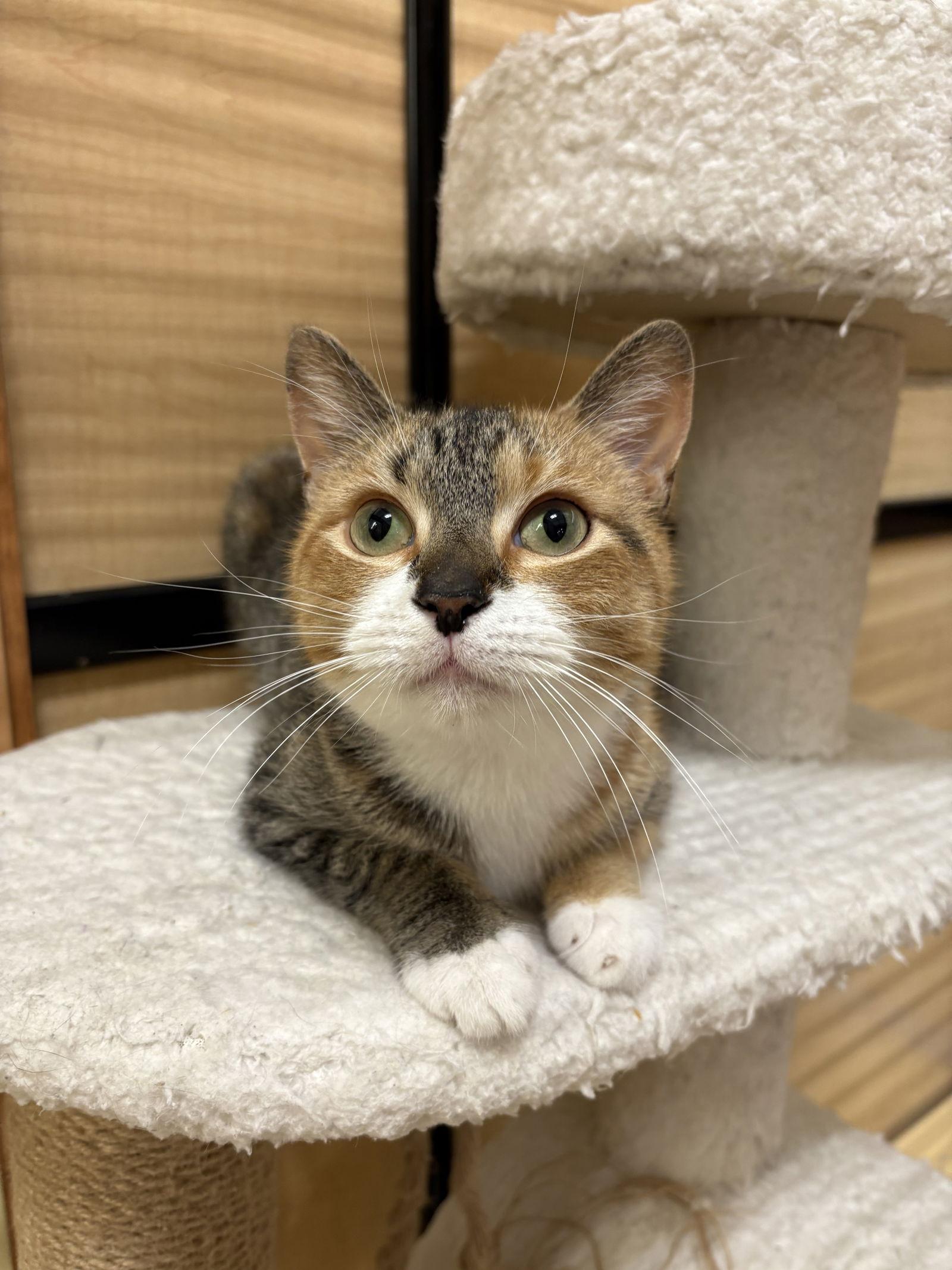 Pixie, Adopted, Adult Female Domestic Short Hair & Calico.