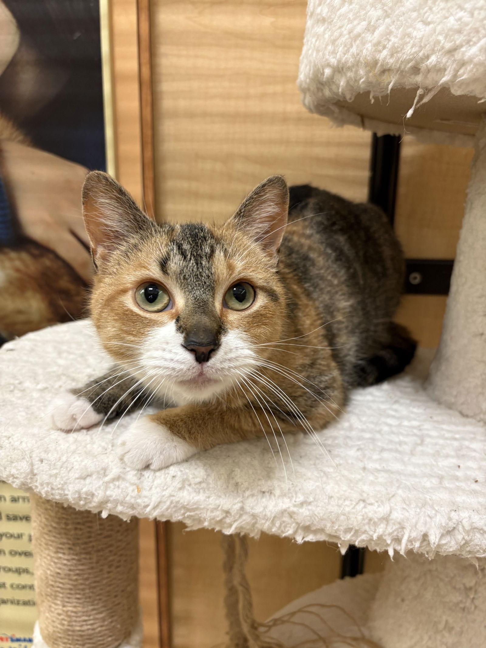 Enlarge Pixie, a Adopted mixed breed in Yardley, PA image 2/3