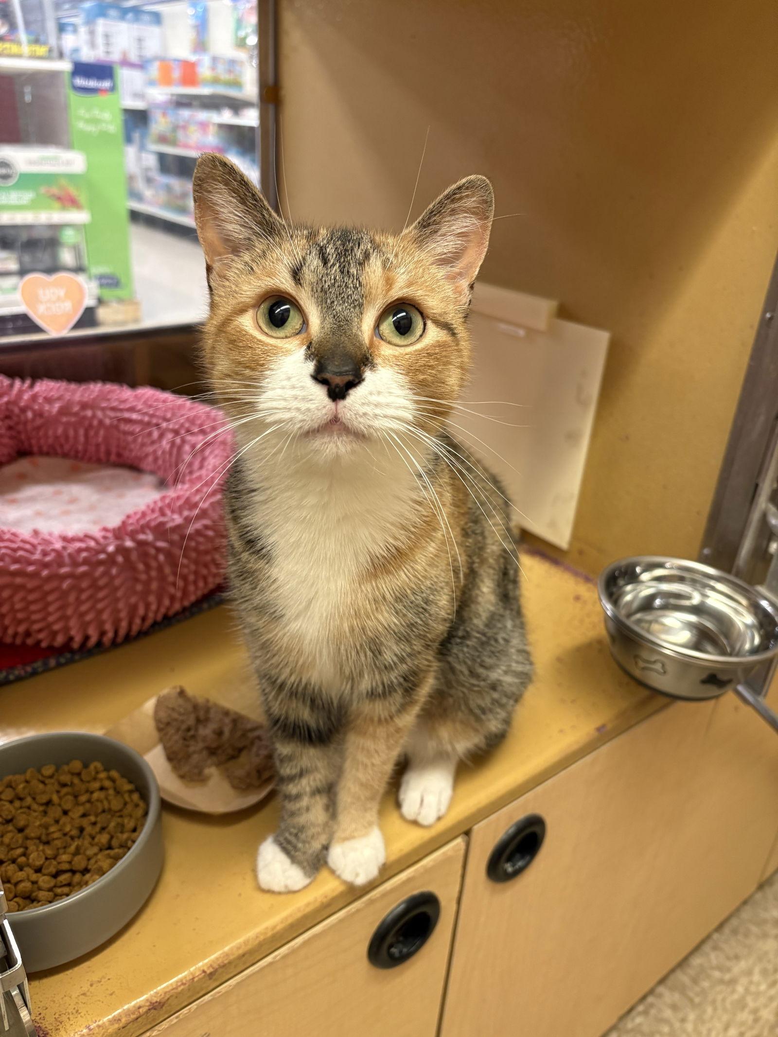 Enlarge Pixie, a Adopted mixed breed in Yardley, PA image 3/3