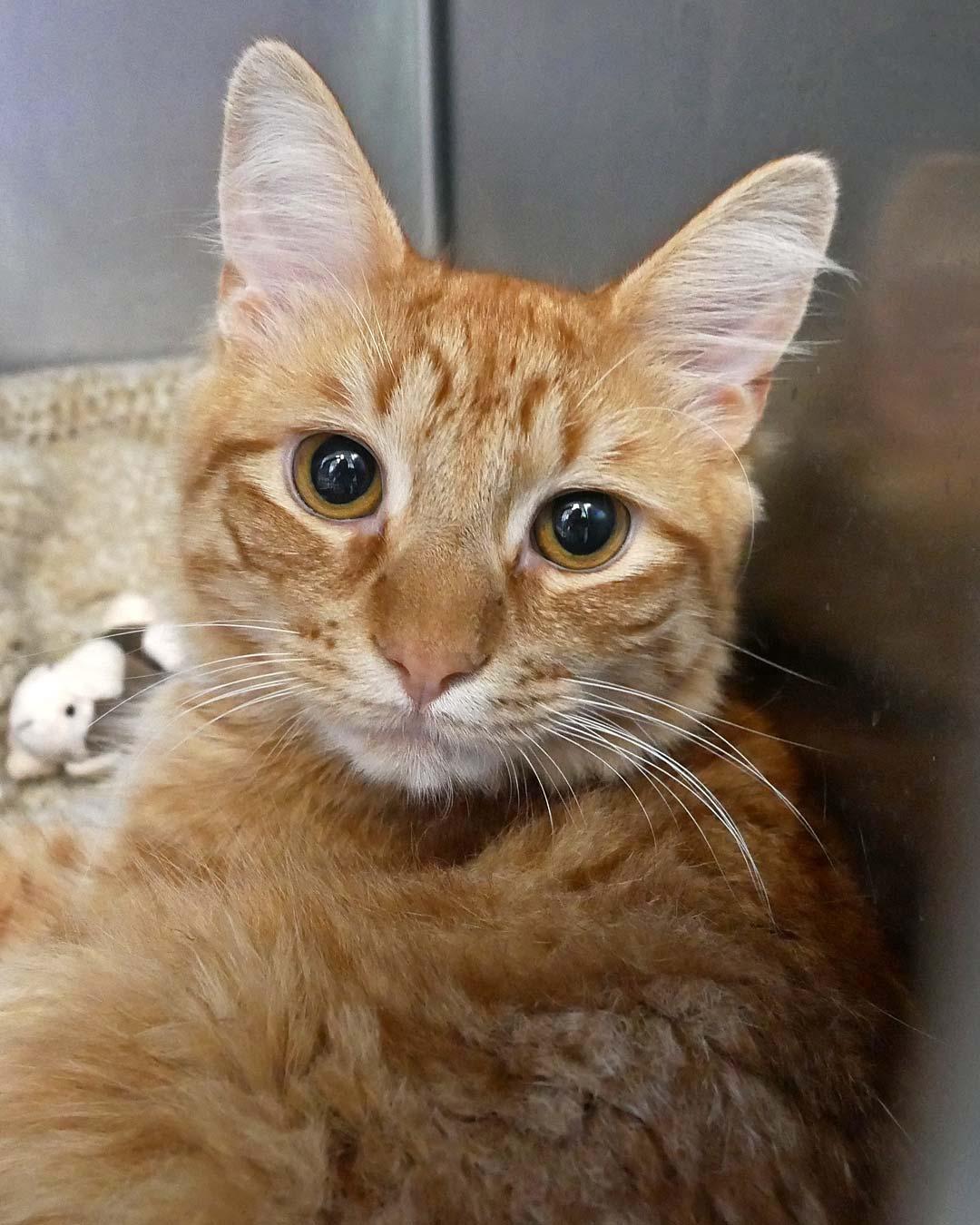 Honey, a ADOPTABLE Domestic Medium Hair in Bloomingdale, NJ image 2/3