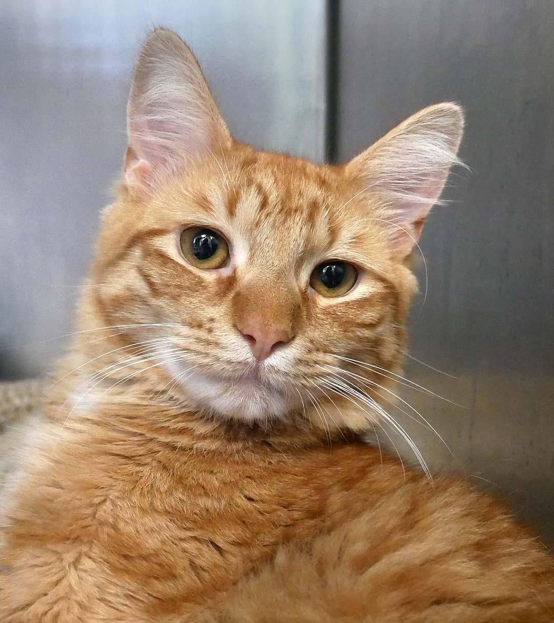 Honey, a ADOPTABLE Domestic Medium Hair in Bloomingdale, NJ image 3/3