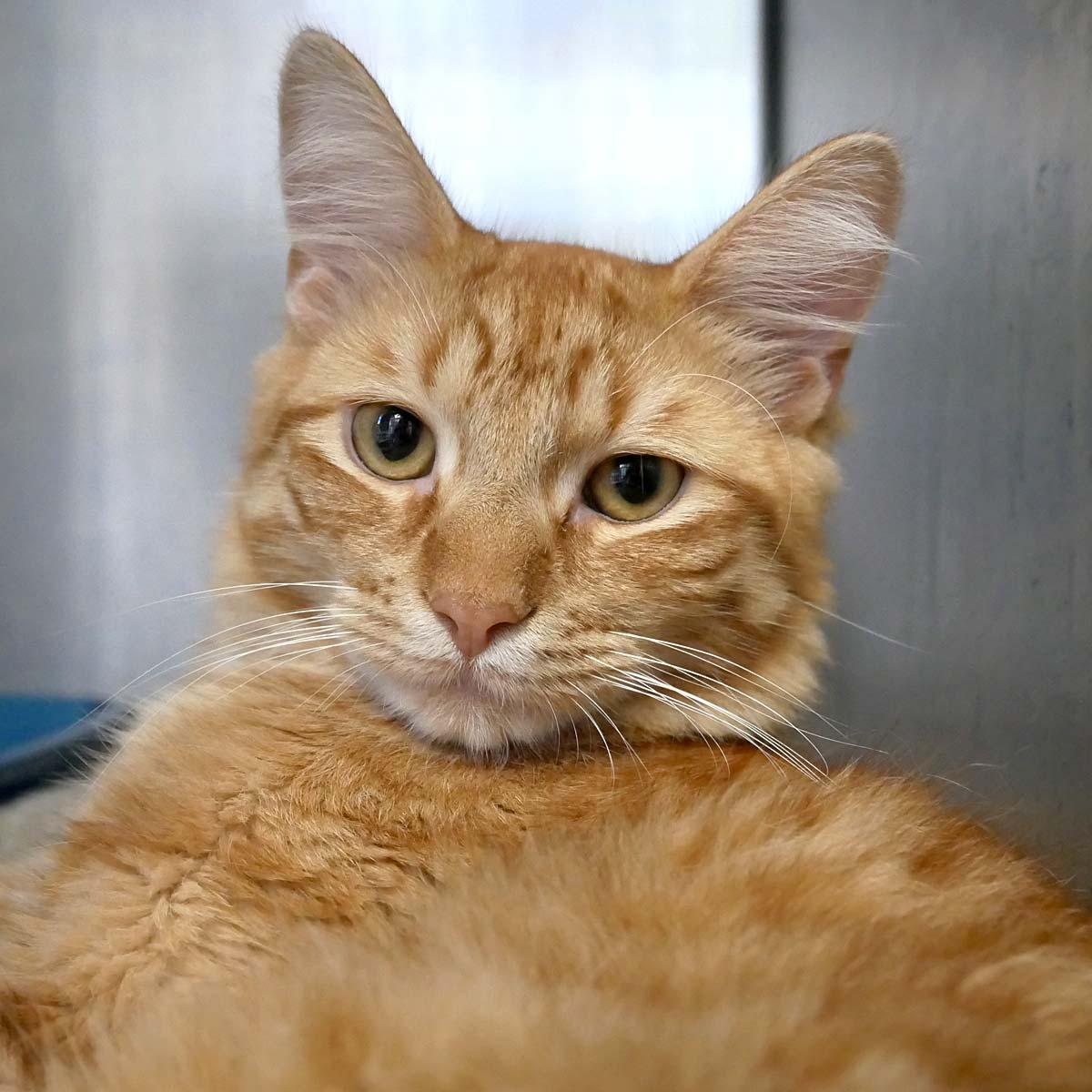Honey, ADOPTABLE, Young Male Domestic Medium Hair.