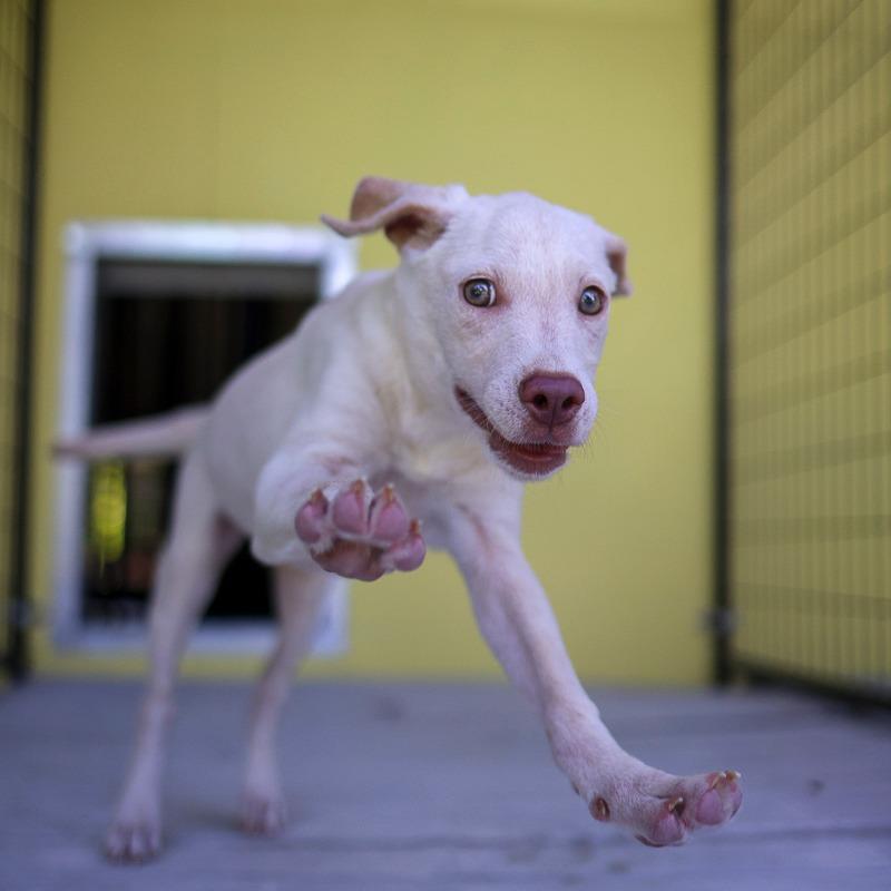 Aurora, Adoptable, Puppy Female Retriever.