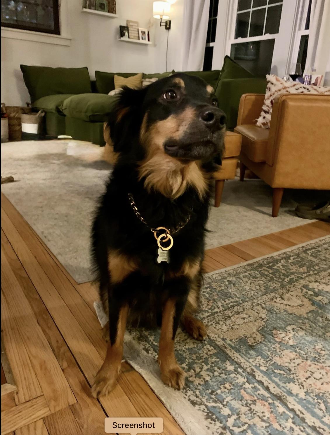 Olaf, Adoptable, Adult Male Australian Shepherd & Rottweiler.