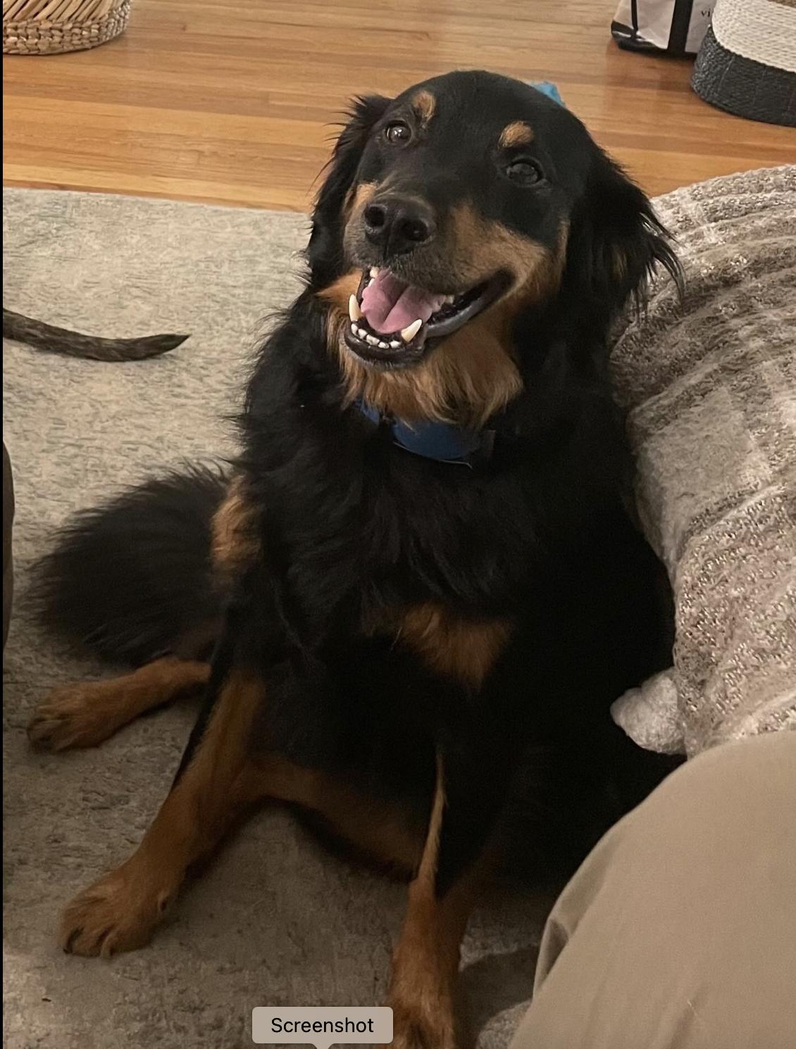 Olaf, a Adoptable mixed breed in Polk, OH image 2/3