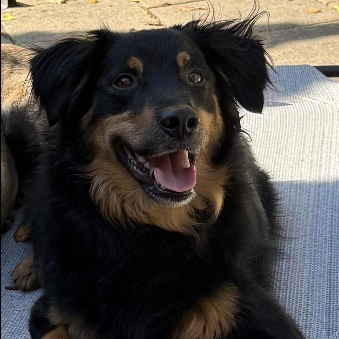 Olaf, a Adoptable mixed breed in Polk, OH image 3/3