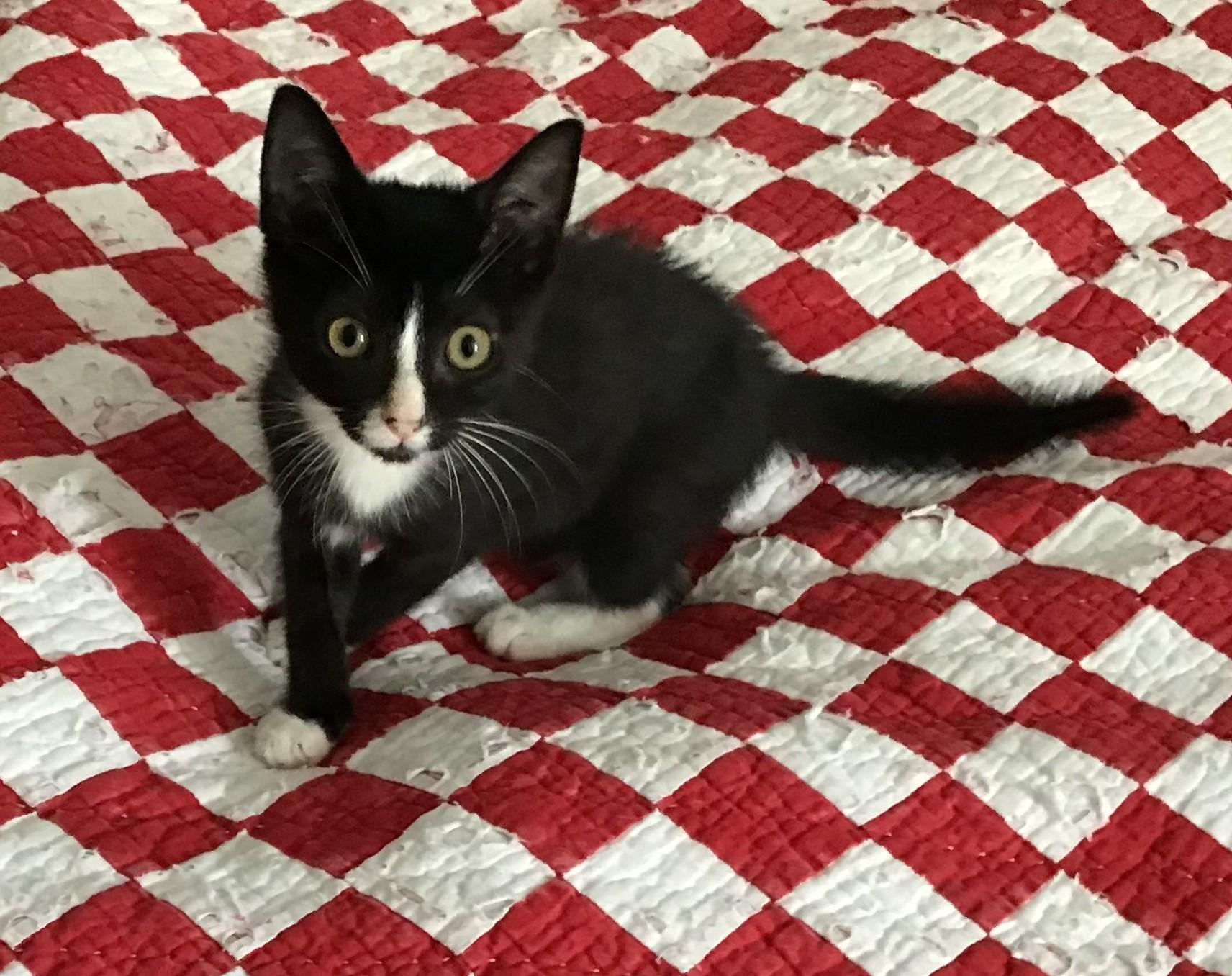 Dominic, a Adoptable Domestic Short Hair in Henrico, VA image 3/4