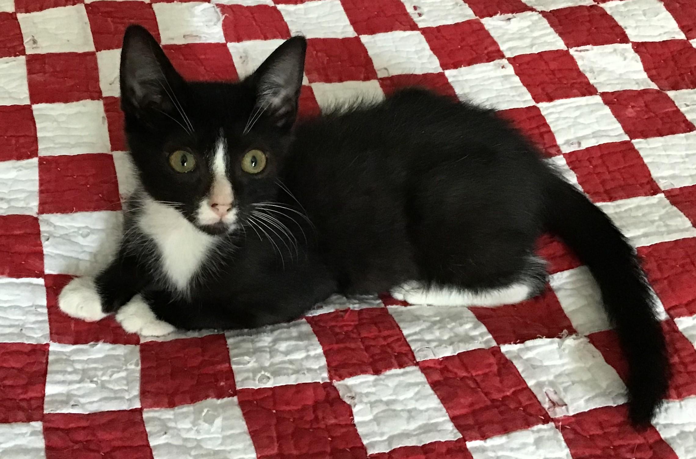 Dominic, a Adoptable Domestic Short Hair in Henrico, VA image 1/4