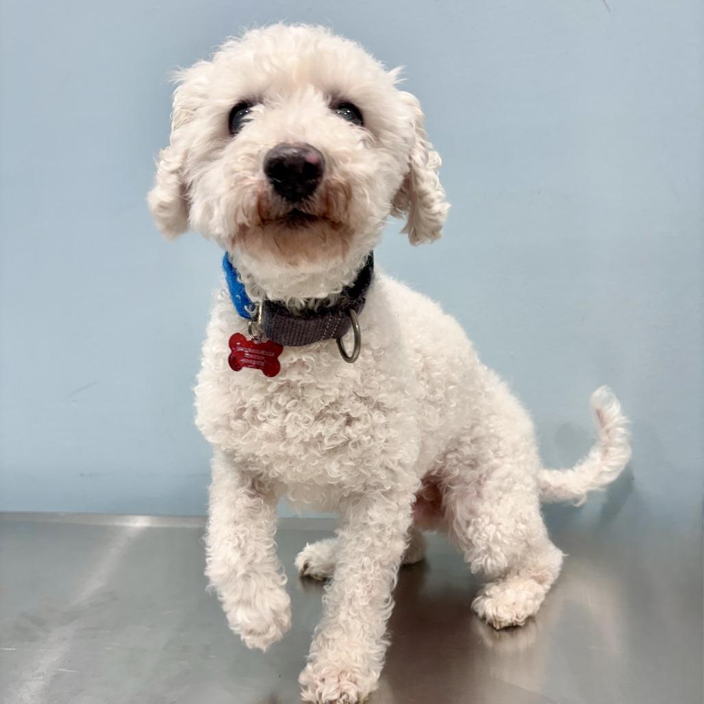 Enlarge Silas, a Adoptable Bichon Frise in Portland, OR image 1/2