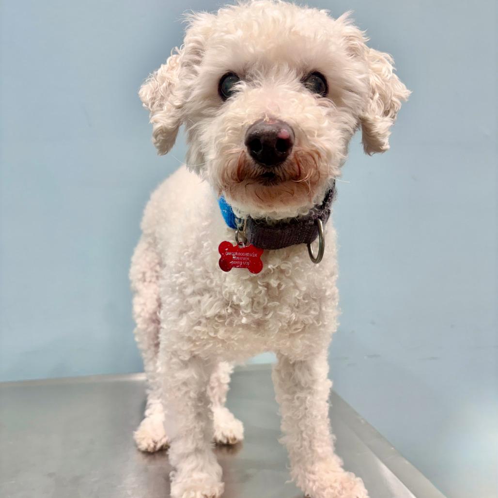 Enlarge Silas, a Adoptable Bichon Frise in Portland, OR image 2/2