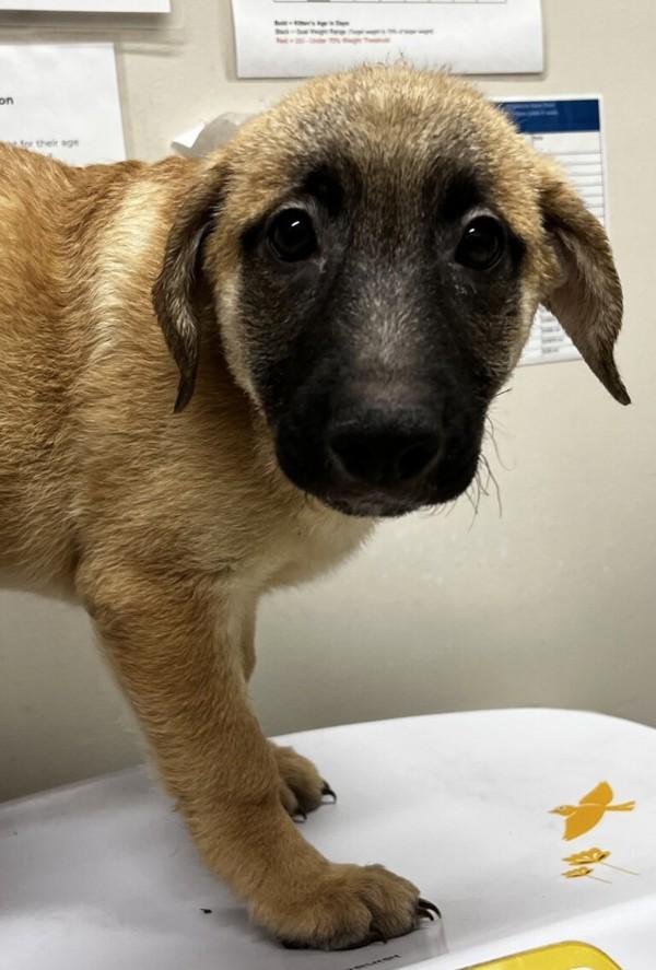 Enlarge Muffy, a Adoptable mixed breed in El Cajon, CA image 1/1