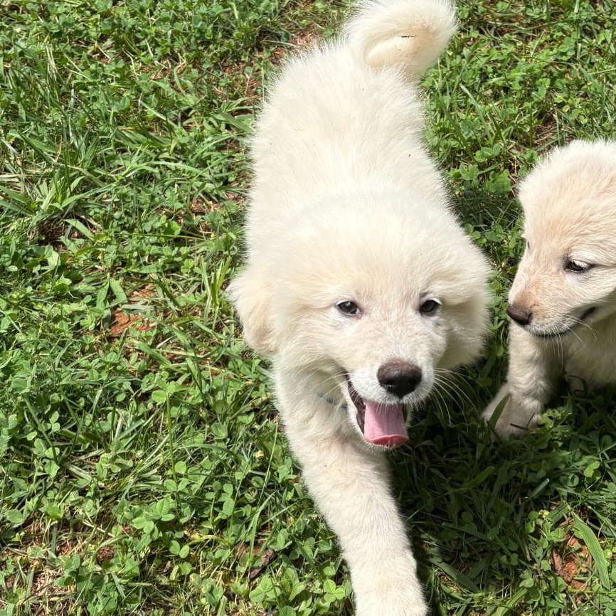 Enlarge FELIX (GPP5), a Adopted Great Pyrenees in Stuart, VA image 1/1