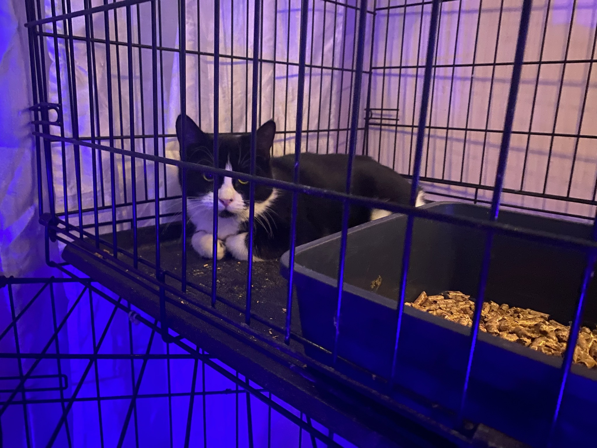 Spidey, Young Male Domestic Short Hair
