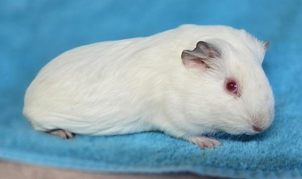 Enlarge Magnolia, a Adoptable mixed breed in Monterey, CA image 1/5