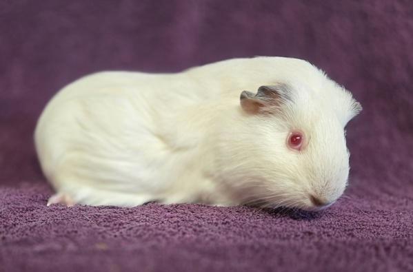 Enlarge Magnolia, a Adoptable mixed breed in Monterey, CA image 2/5